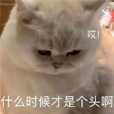 斗图聊天表情无水印套路 热门聊天套路表情合集